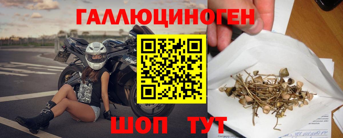 Псилоцибиновые грибы Psilocybine cubensis Медногорск